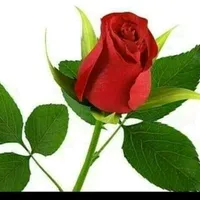 original sound - user21219945