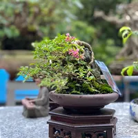 original sound - pho_nui_bonsai