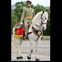 lionofpunjab159999