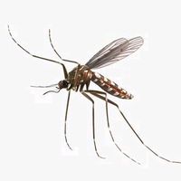 오리지널 사운드 - 🦟모기mogiiiii🦟