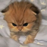 original sound - 🐼Yu Lay💖