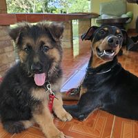 ama.pupsfarm