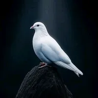 original sound - bicarakatapetikanluka