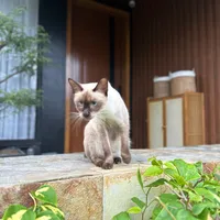 original sound - gemygyshi