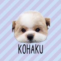 kohakuman1125