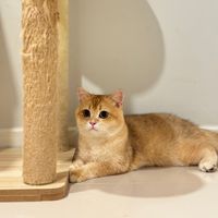 littelcathome