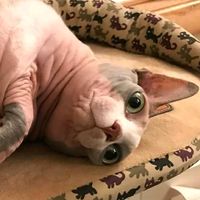 оригинальный звук