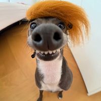 âm thanh gốc - dog cute