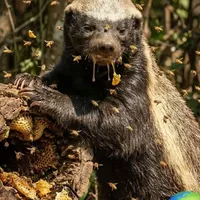 original sound - iphathas.duma