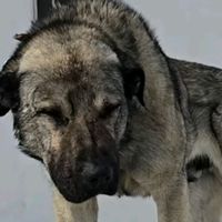 anatolianshepherddog