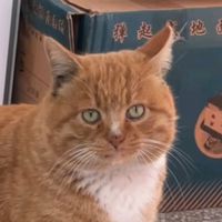 ameowchannel
