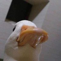 aumontus_cutie_duck