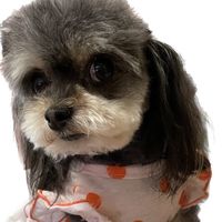 www.tiktok.com.kazu1