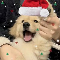 puppy_mn