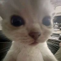 mih_luluxd