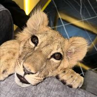 الصوت الأصلي