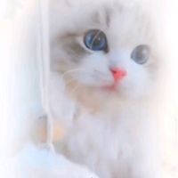 raajputbrand2