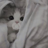 nek0_nyan