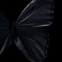 suara asli - Ipnu||TMGCV🎭