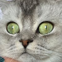 dobymeow