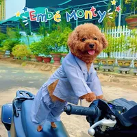 original sound - montygiahuy.2019