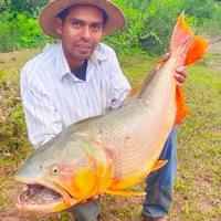 original sound - cazaypescacriolla_