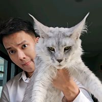 denicemegafarm.mainecoon