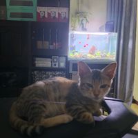 suara asli - PAHOPPU NI DATU