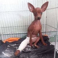 nhạc nền - Côn díí dỏm