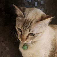 original sound - Mimi girl,🐰🐈‍⬛🐱