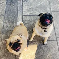 original sound - murphyandmegsthepugs