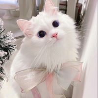 nhạc nền - 🌸🌷Sully🌷🌸