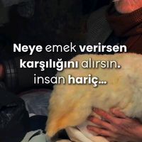 elagozlu65