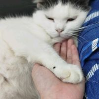 original sound - Makimoni