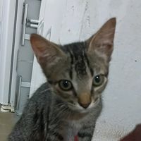 gatitos.oficial5