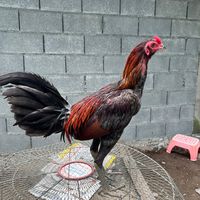 rang_88990