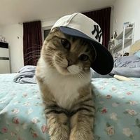 suara asli - CAPCUTDAILYID_