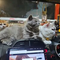 suara asli - aprillia New