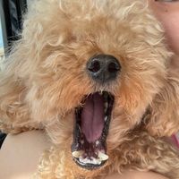 オリジナル楽曲 - 🐶