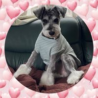オリジナル楽曲 - 横の j犬【🐾🐶】✊❌(お茶犬)