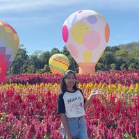 tle.pamika