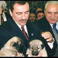 orijinal ses
