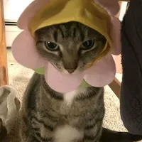 original sound - rolitas3.0s