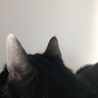 t0_sh5