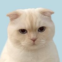 mllovecbb