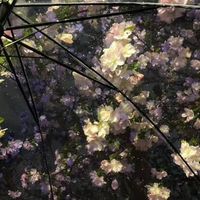 오리지널 사운드 - 1day1song002