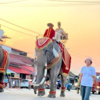 elephanteak