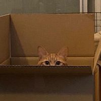 honeko8cat