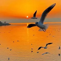 original sound - al.aneed33