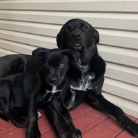 bella_and_minnie